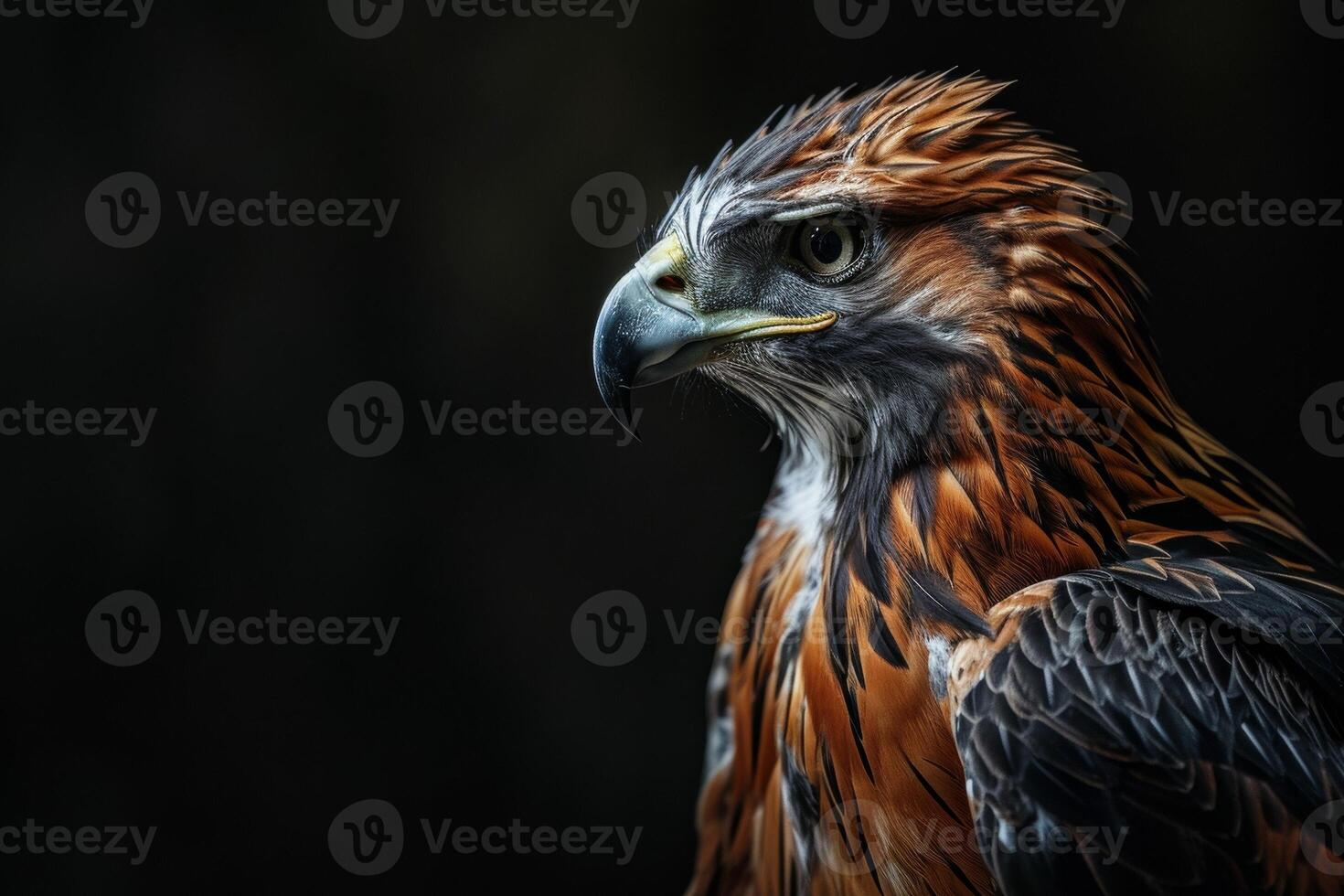 Javan Hawk Eagle bird in studio isolated on black background photo