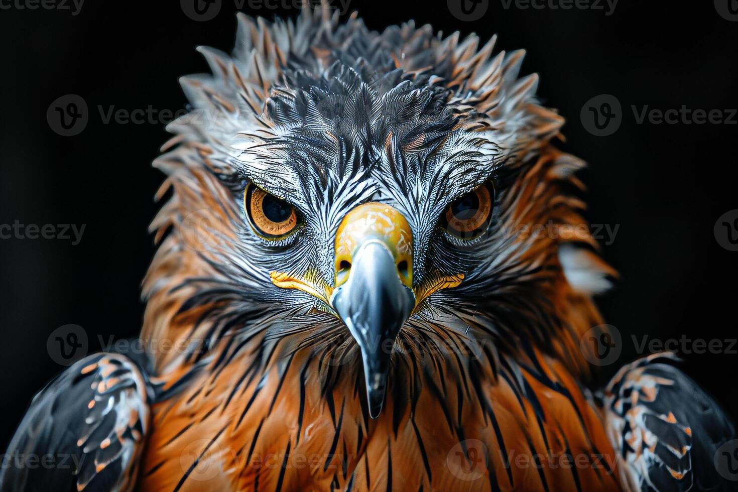 Javan Hawk Eagle bird in studio isolated on black background photo