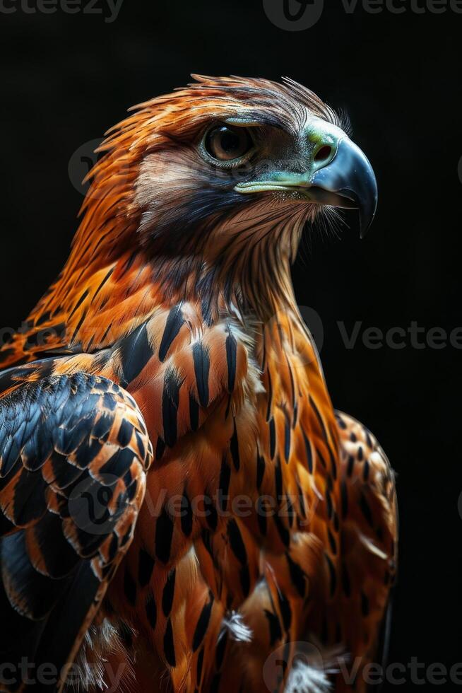 Javan Hawk Eagle bird in studio isolated on black background photo