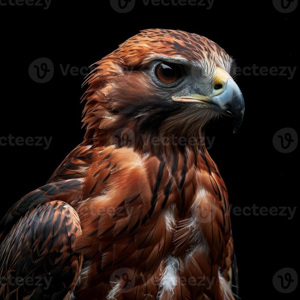 Javan Hawk Eagle bird in studio isolated on black background photo