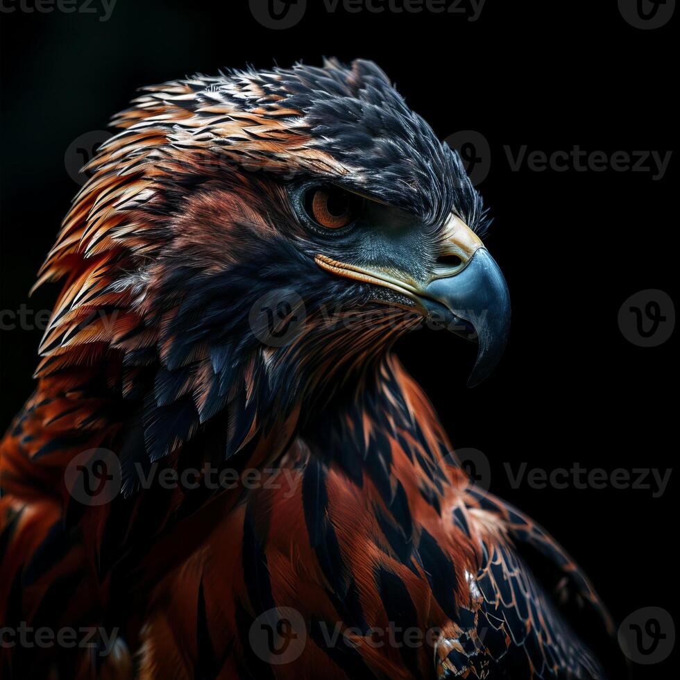 Javan Hawk Eagle bird in studio isolated on black background photo