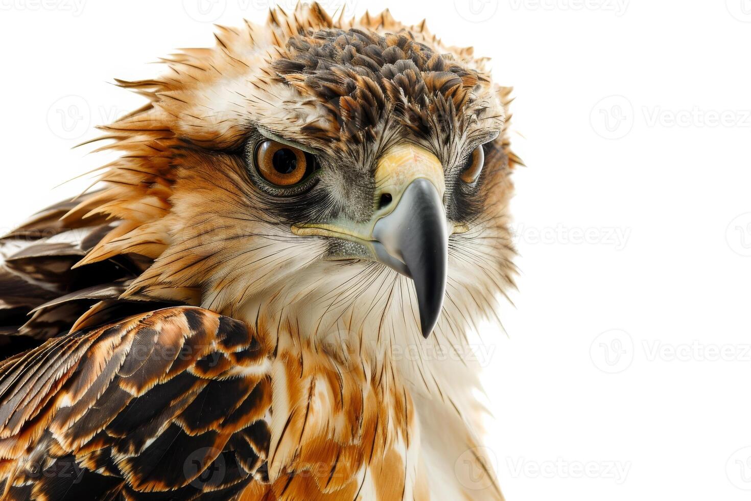 javanese hawk Eagle bird in studio isolated on white background photo