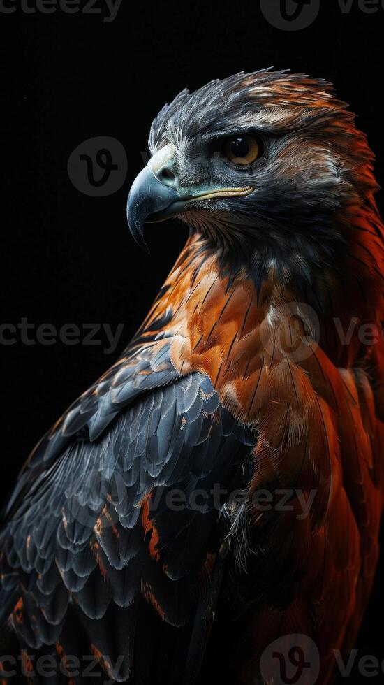 javanese hawk Eagle bird in studio isolated on black background photo