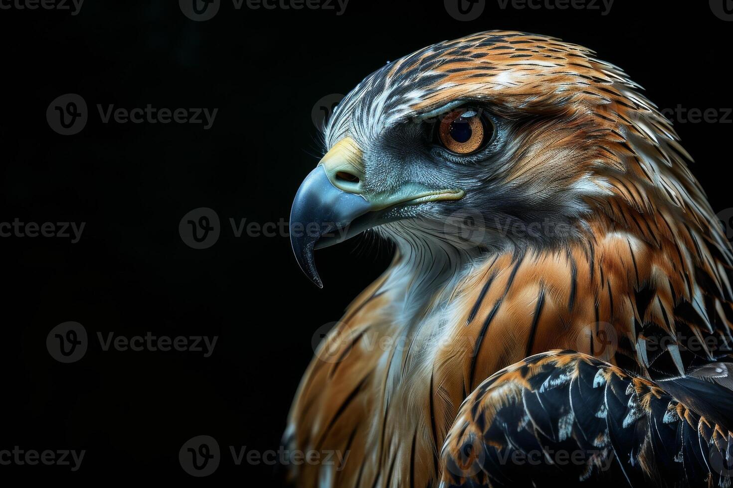 javanese hawk Eagle bird in studio isolated on black background photo