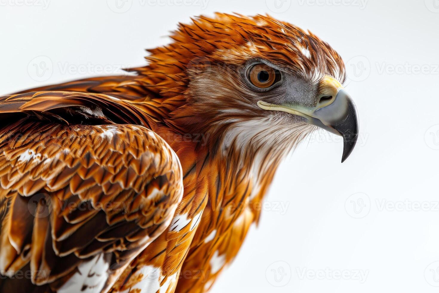 javanese hawk Eagle bird in studio isolated on white background photo