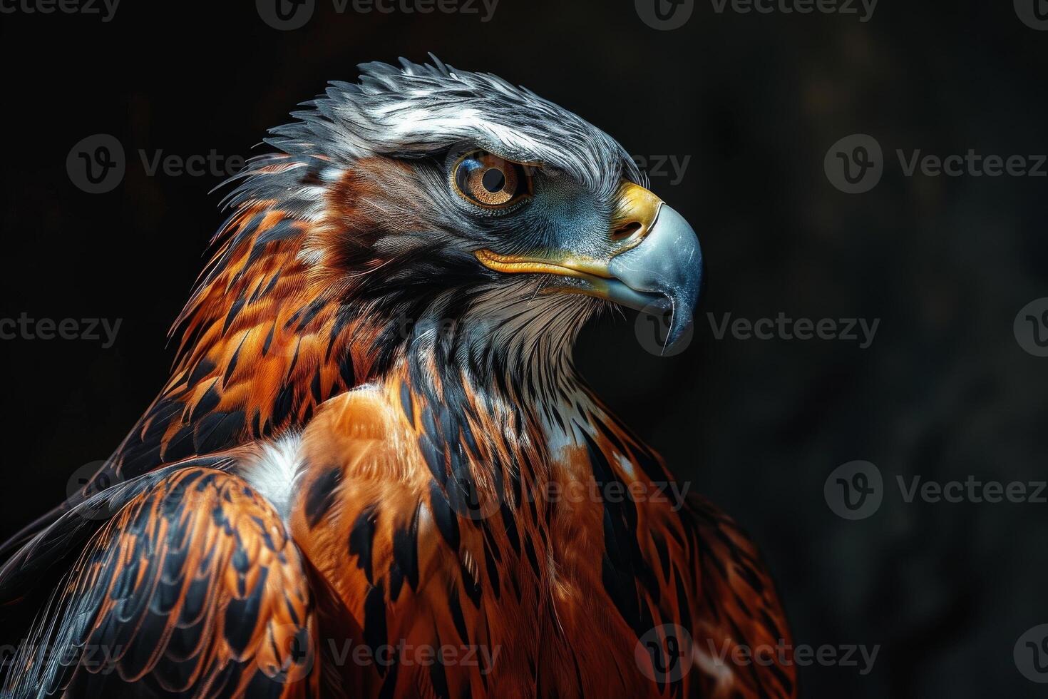 javanese hawk Eagle bird in studio isolated on black background photo