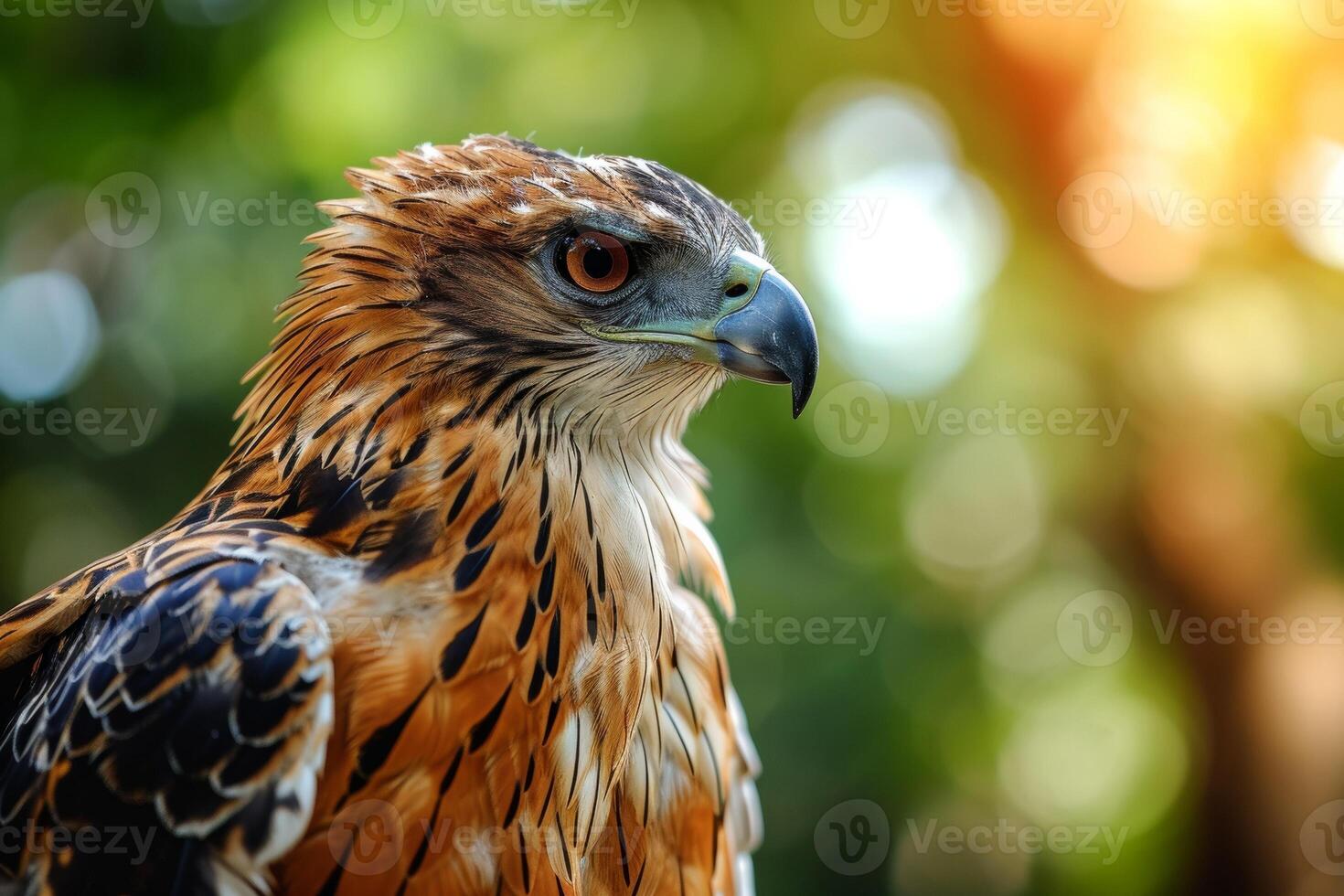 javanese hawk eagle bird in the natural habitat photo