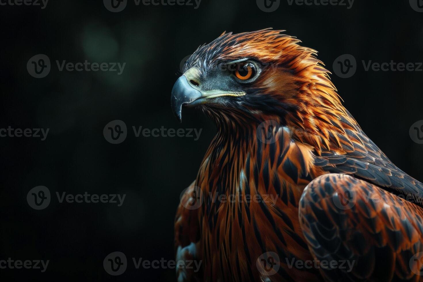javanese hawk Eagle bird in the natural habitat photo