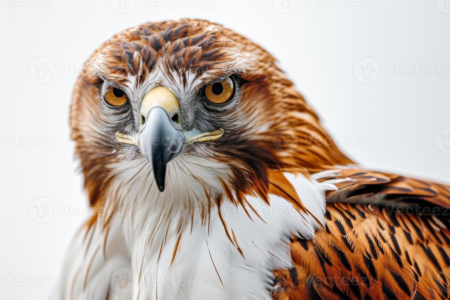 javanese hawk Eagle bird in studio isolated on white background photo