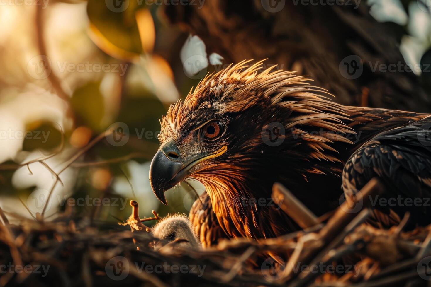 javanese Eagle bird on the rooted in natural habitat photo