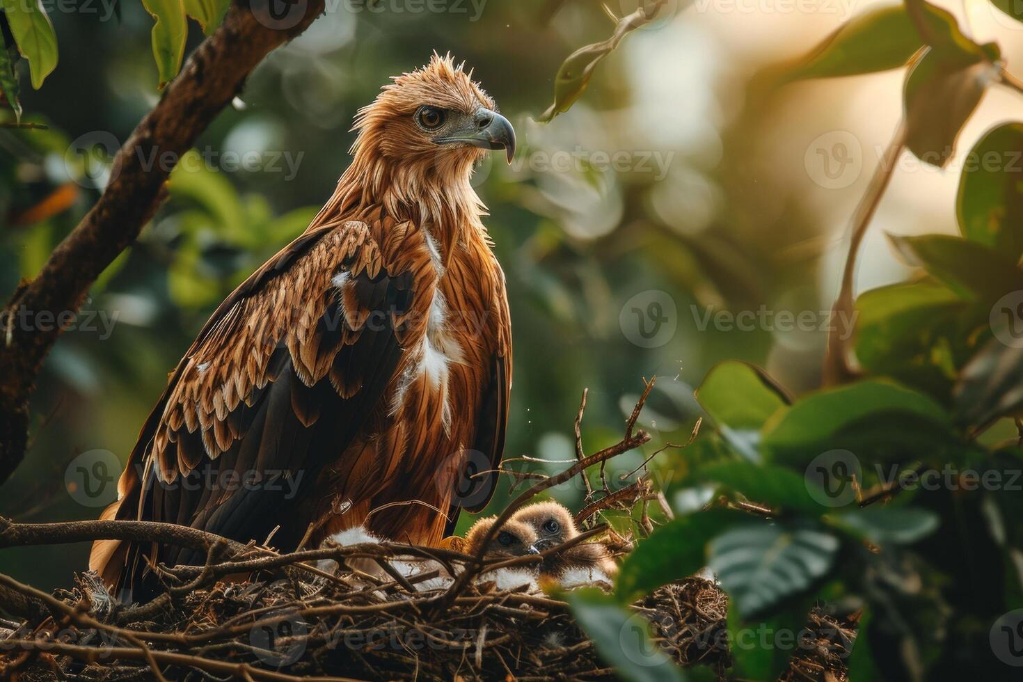 javanese Eagle bird on the rooted in natural habitat photo