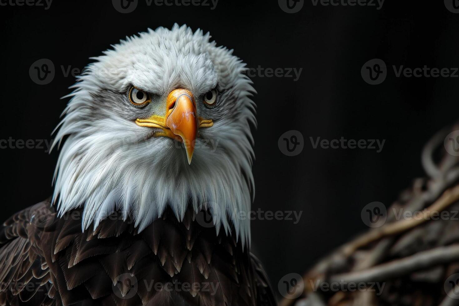 Bald Eagle bird on the rooted in studio isolated on black background photo