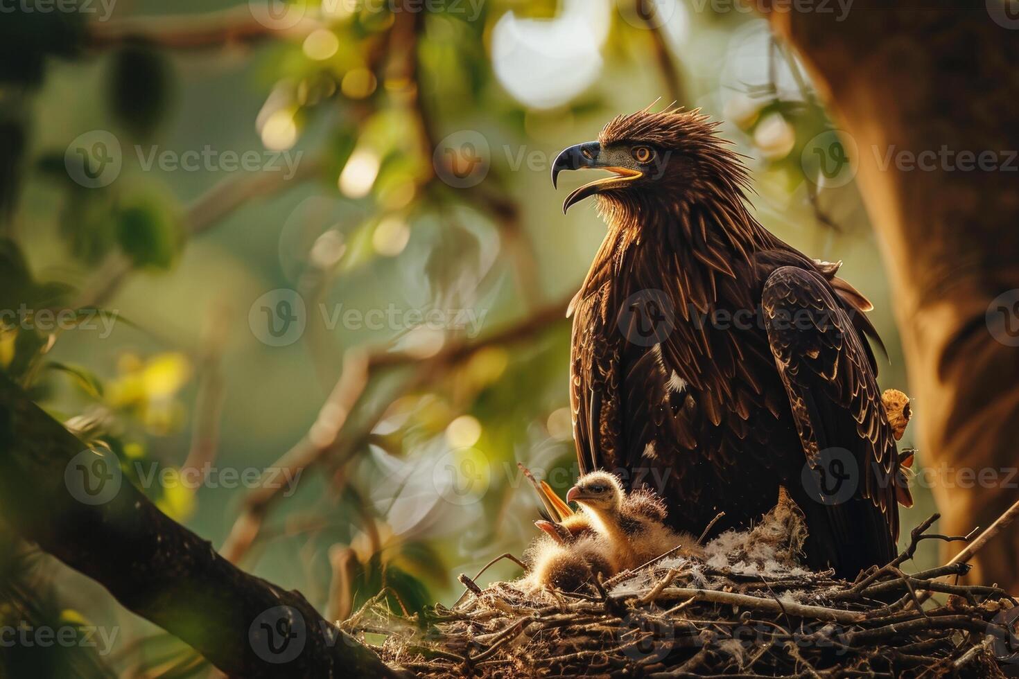 Javanese eagle bird in the natural habitat photo