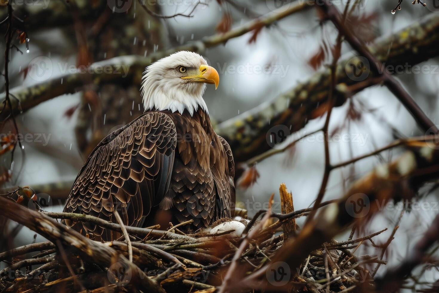 Bald Eagle bird on the rooted in natural habitat photo