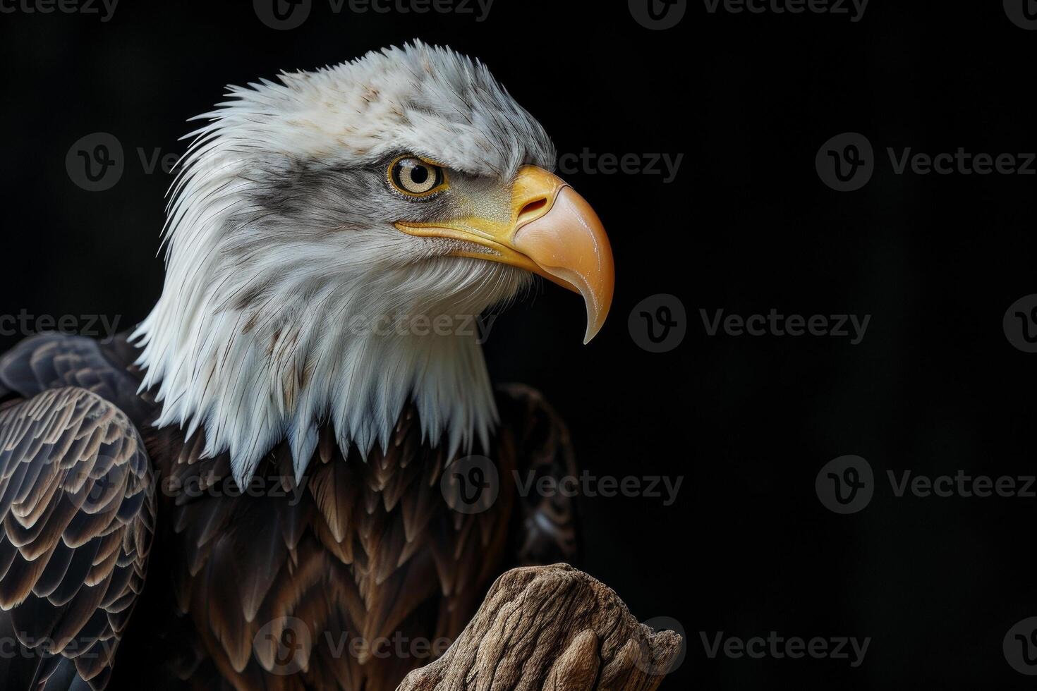 Bald Eagle bird on the rooted in studio isolated on black background photo