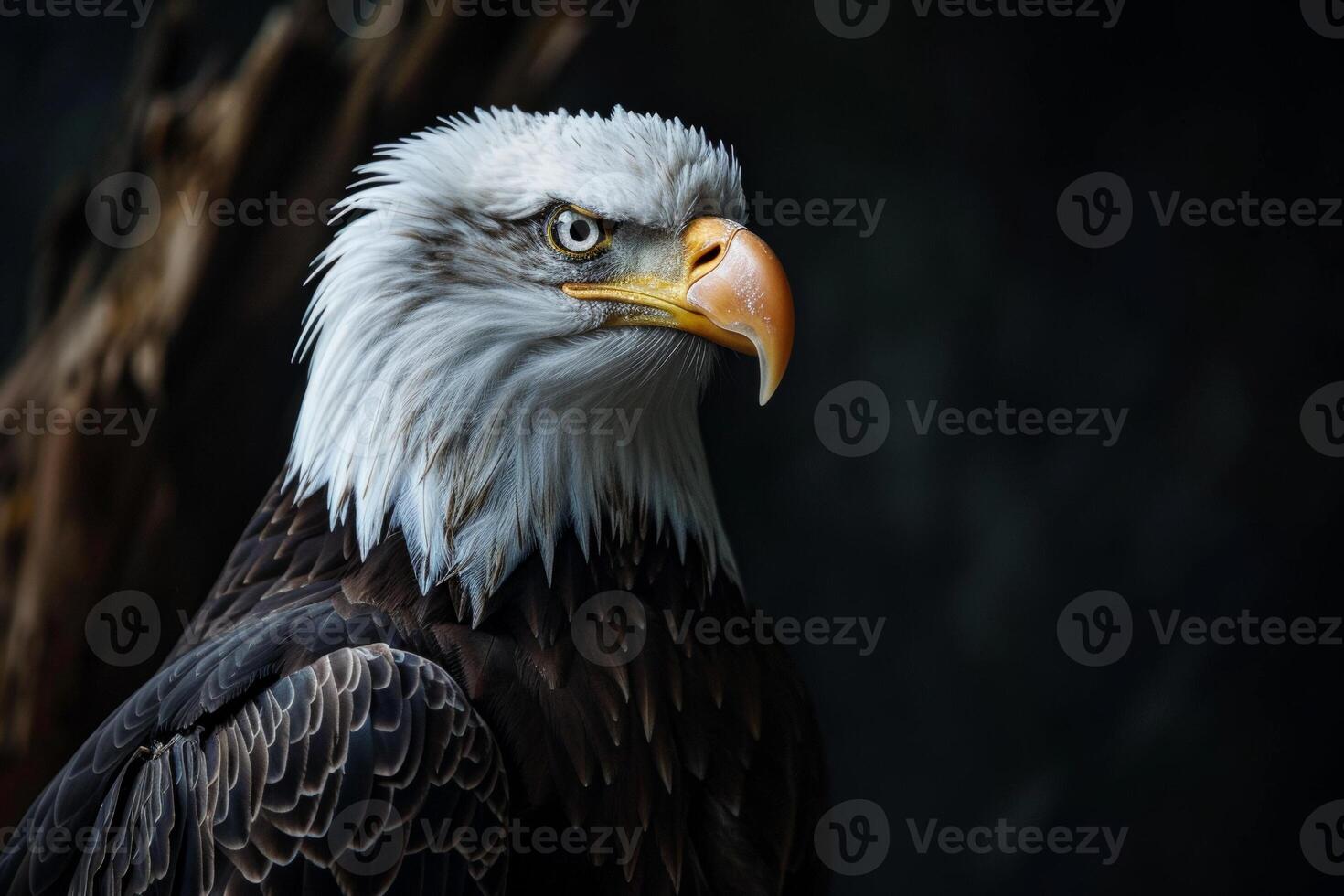 Bald Eagle bird on the rooted in studio isolated on black background photo