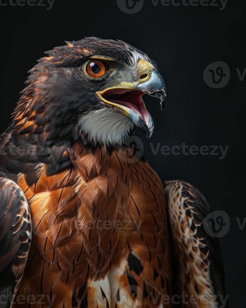 Black Kite Eagle bird in studio isolated on black background photo