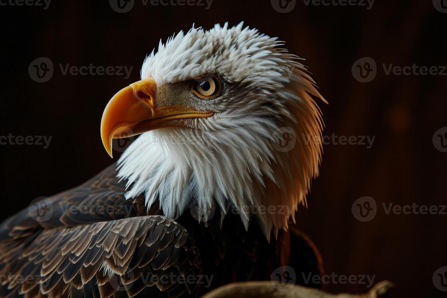 Bald Eagle bird on the rooted in studio isolated on black background photo