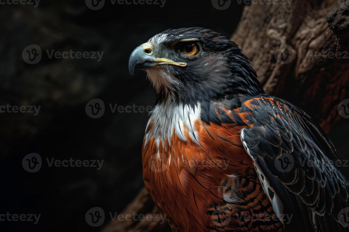 Black Kite Eagle bird on the rooted in studio isolated on black background photo