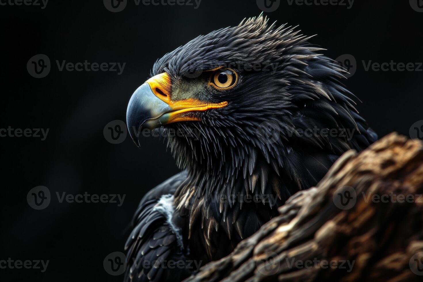 Black Eagle bird in studio isolated on black background photo