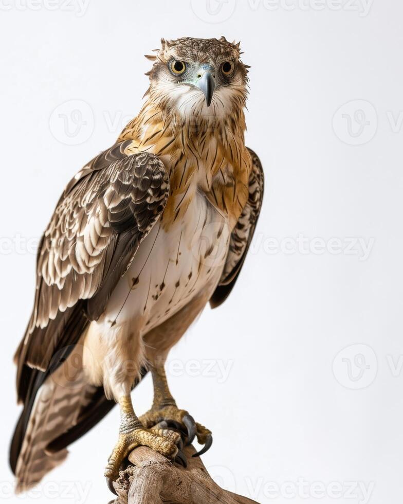 Crested Hawk Eagle bird on the rooted in studio isolated on black background photo