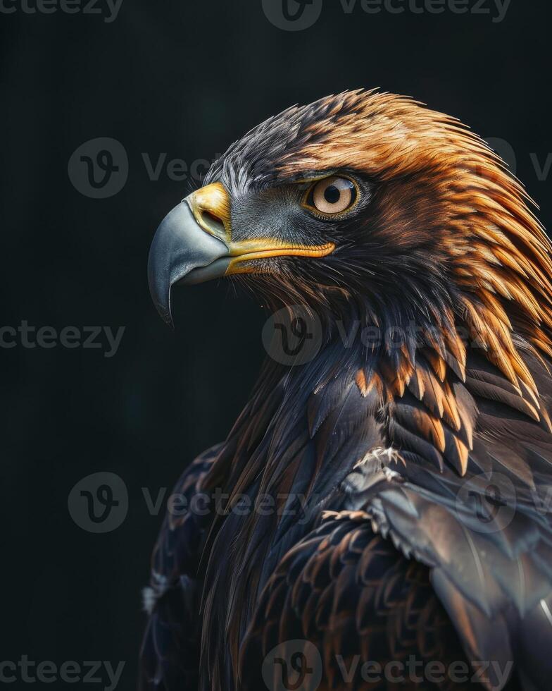 Black Kite Eagle bird on the rooted in studio isolated on black background photo