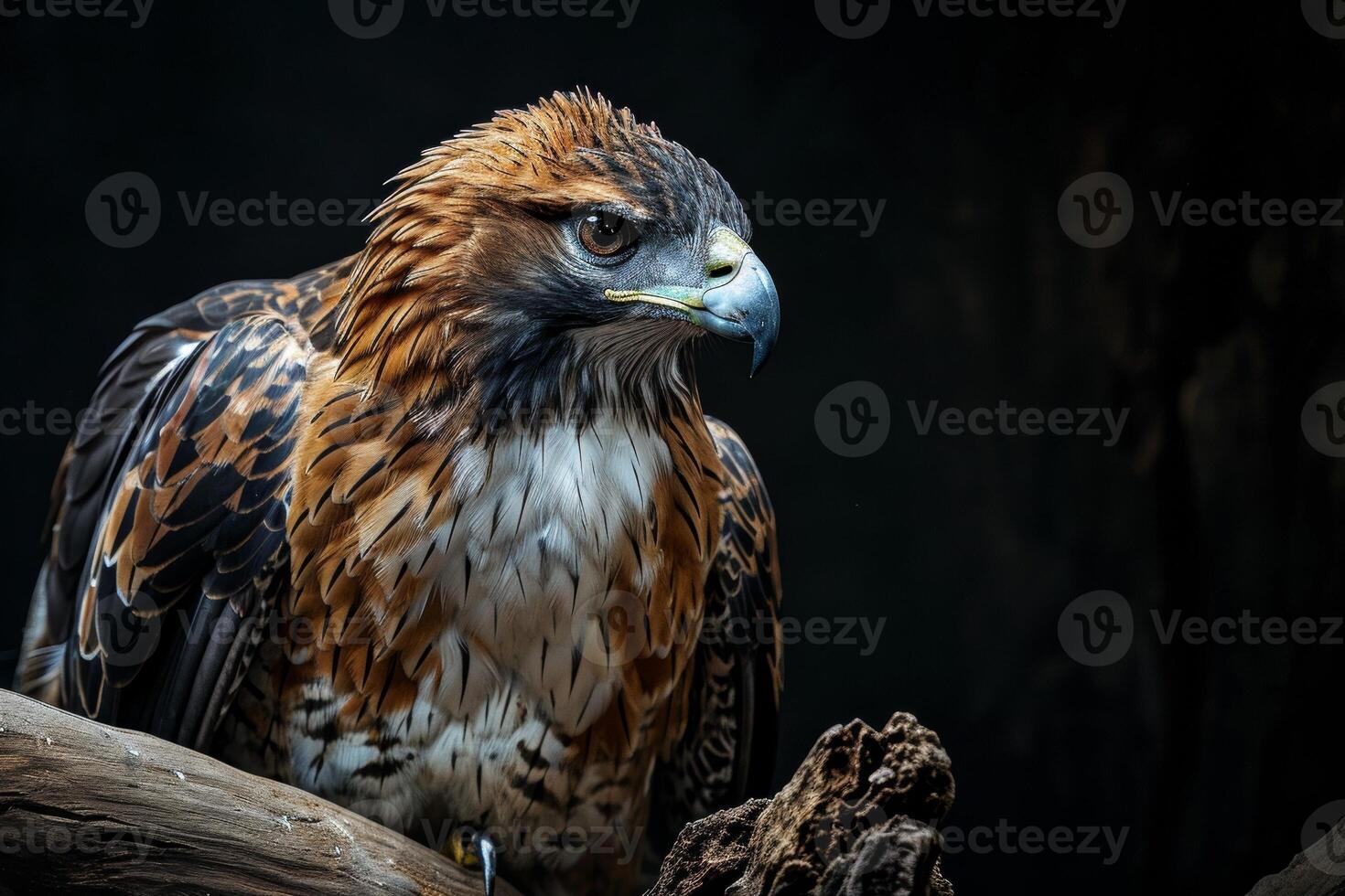 Bonelli's Eagle bird on the rooted in studio isolated on black background photo