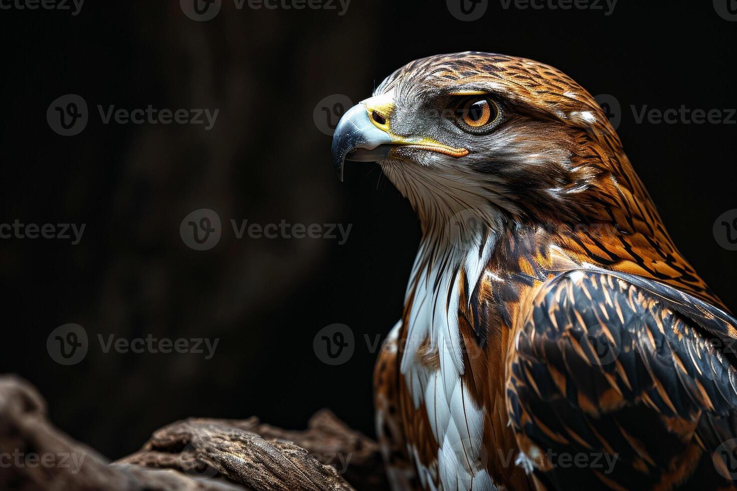Bonelli's Eagle bird on the rooted in studio isolated on black background photo