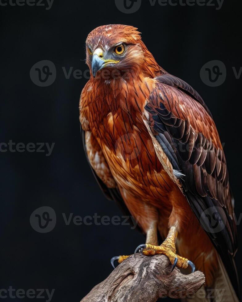 Bonelli's Eagle bird on the rooted in studio isolated on black background photo