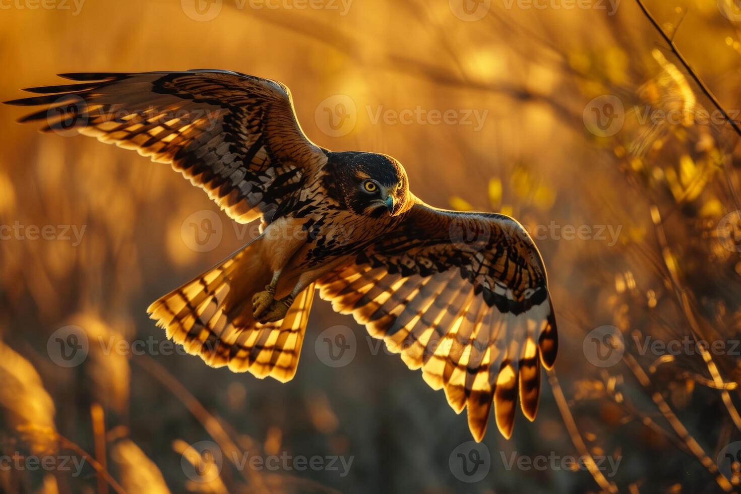 Northern Harrier Eagle bird flying in the forest photo