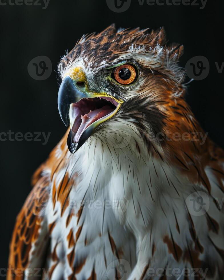 Crested Serpent Eagle bird in studio isolated on black background photo