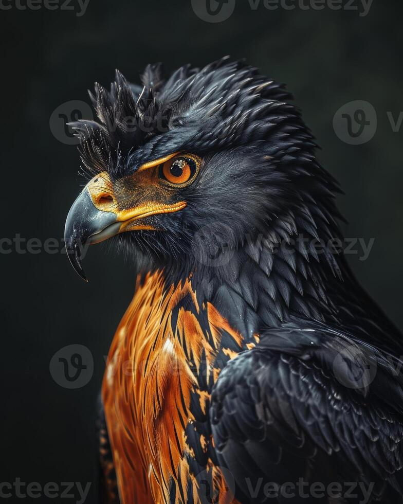 Crested Serpent Eagle bird in studio isolated on black background photo