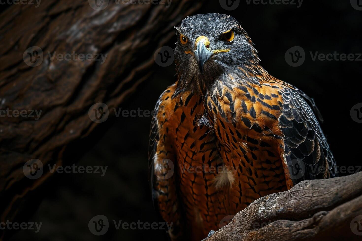 Crested Serpent Eagle bird on the rooted in studio isolated on black background photo