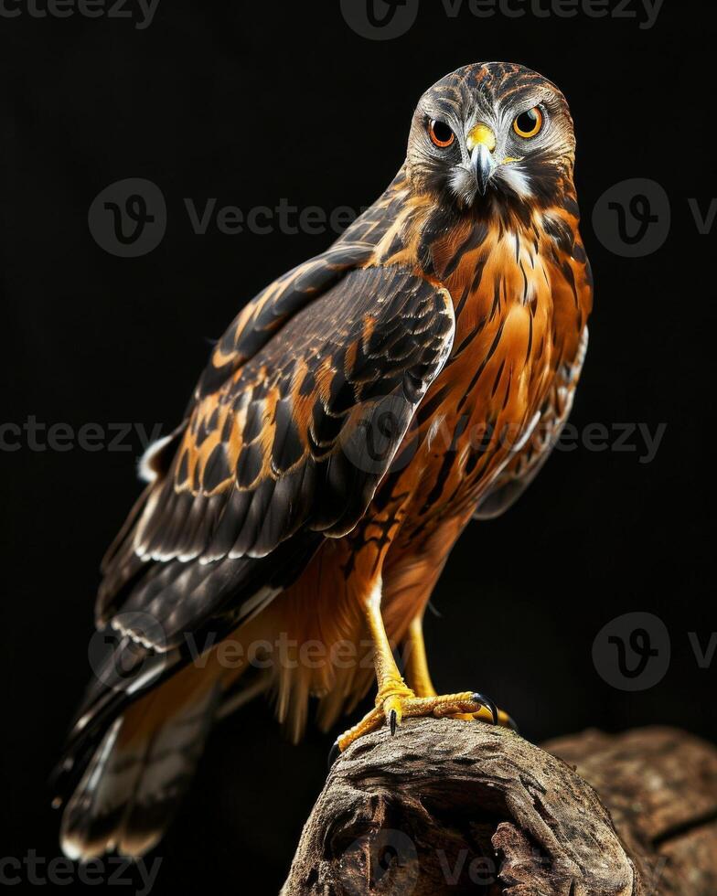 Northern Harrier Eagle bird on the rooted in studio isolated on black background photo