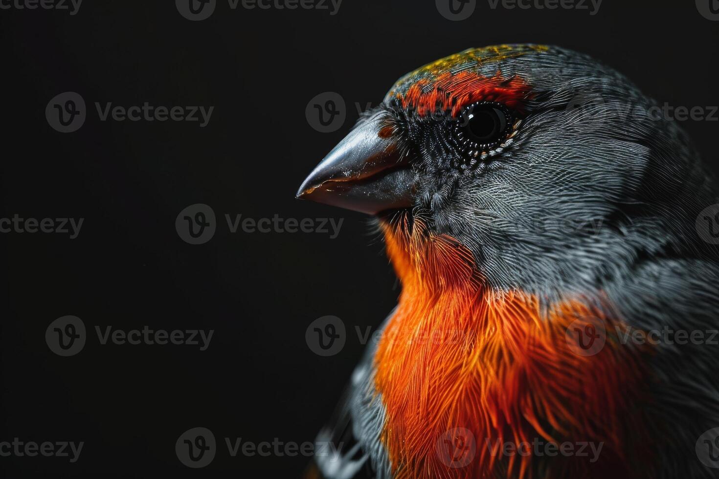 Shaft tail finch bird in studio isolated on black background photo