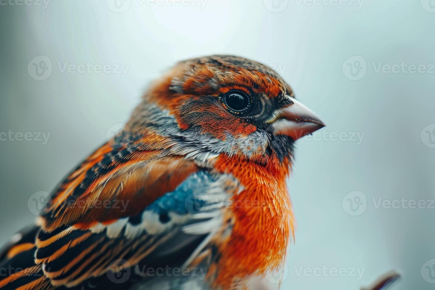 Finch bird on the rooted in studio isolated on white background photo