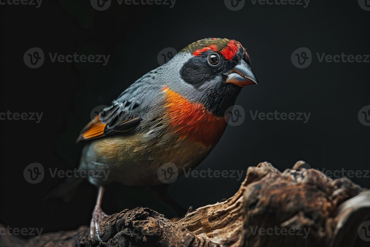 Shaft tail Finch bird on the rooted in studio isolated on black background photo