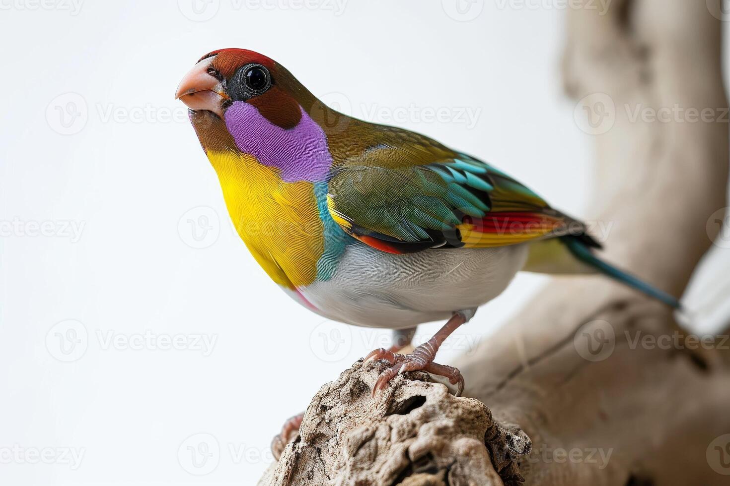 Gouldian Finch bird standing on the rooted in studio isolated on white background photo