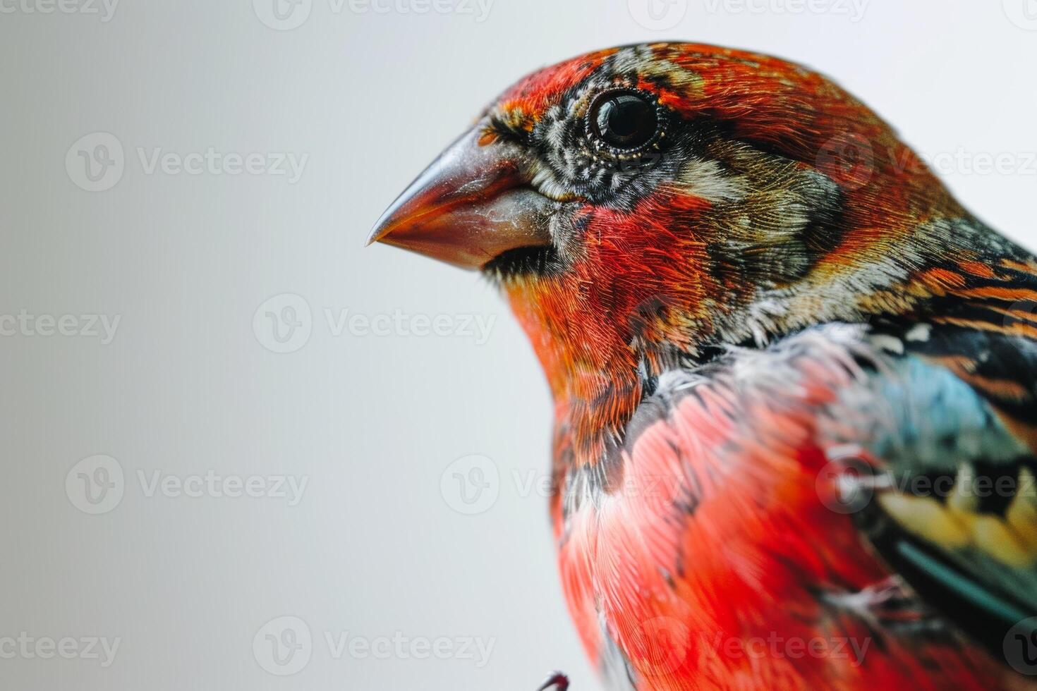 Finch bird in studio isolated on white background photo