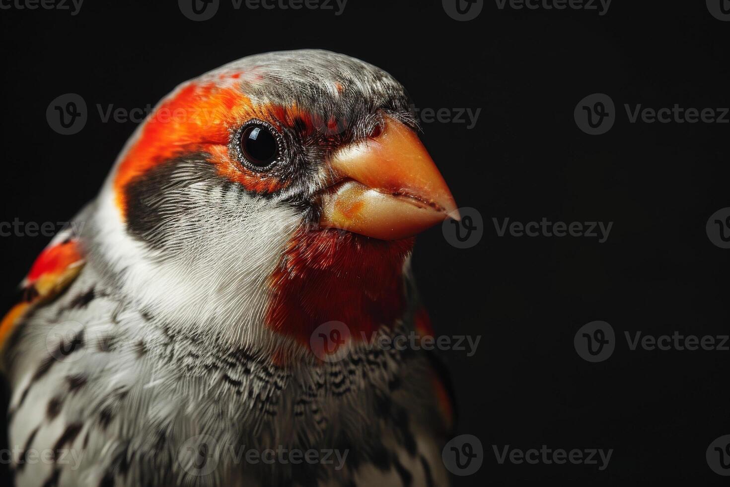 Zebra finch bird in studio isolated on black background photo