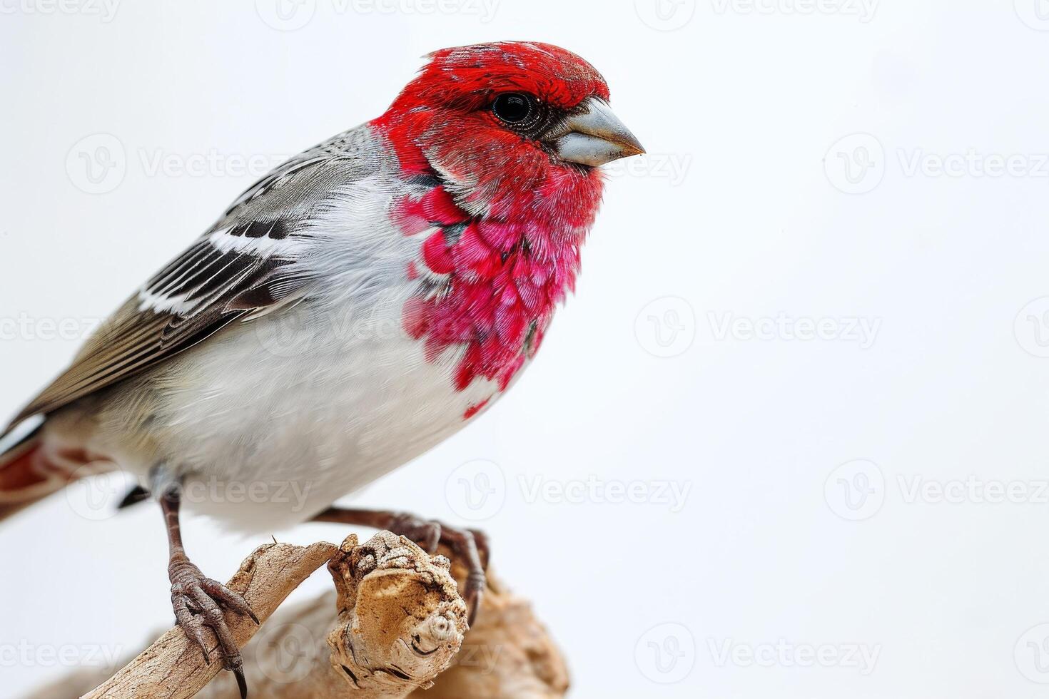 Red Headed Finch bird standing on the rooted in studio isolated on white background photo
