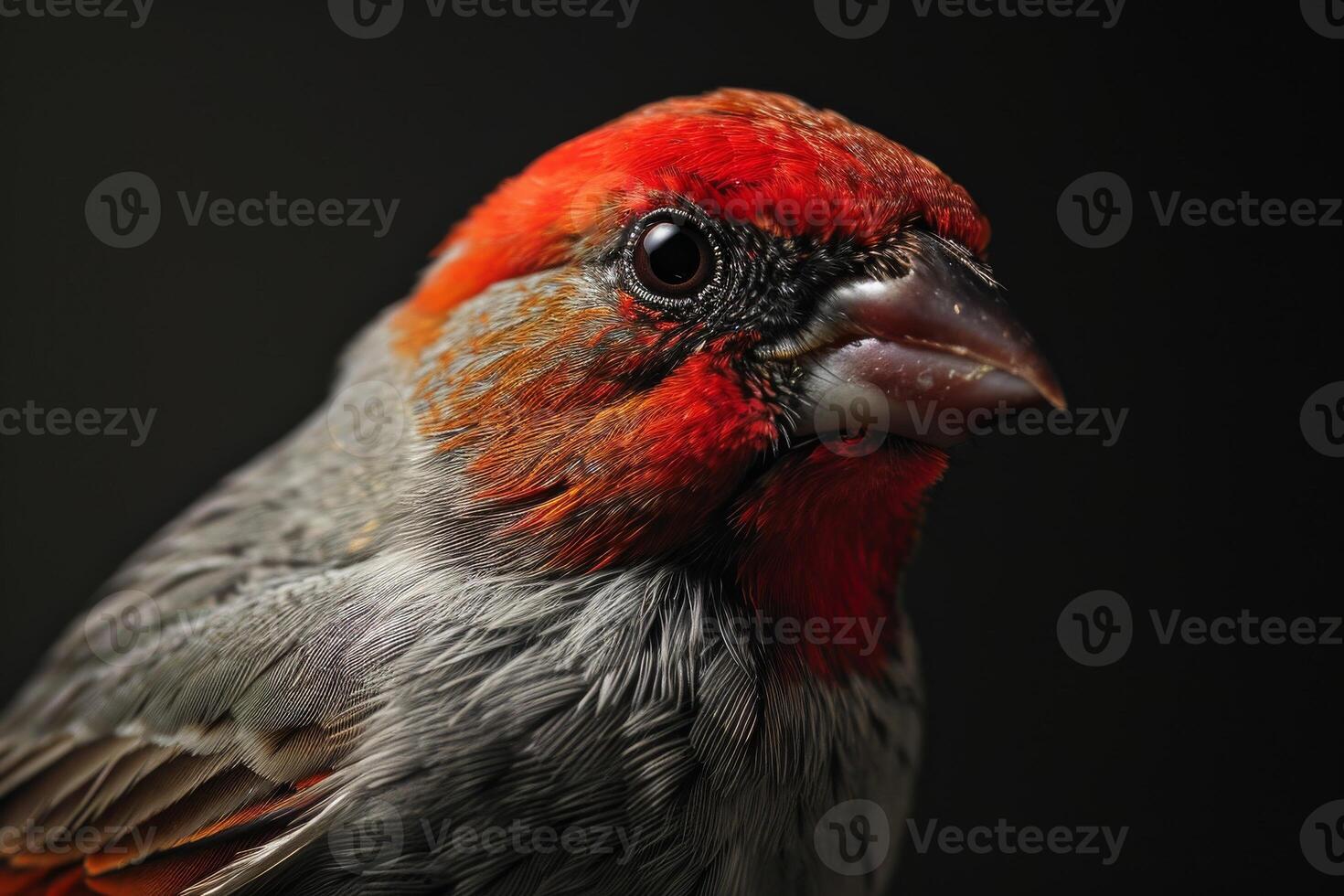 Red Headed finch bird in studio isolated on black background photo