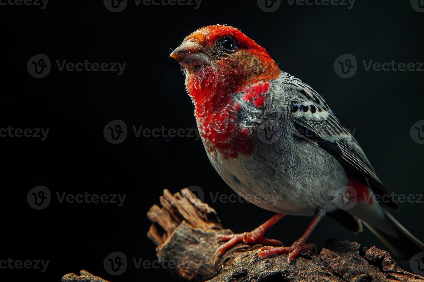Red headed Finch bird on the rooted in studio isolated on black background photo