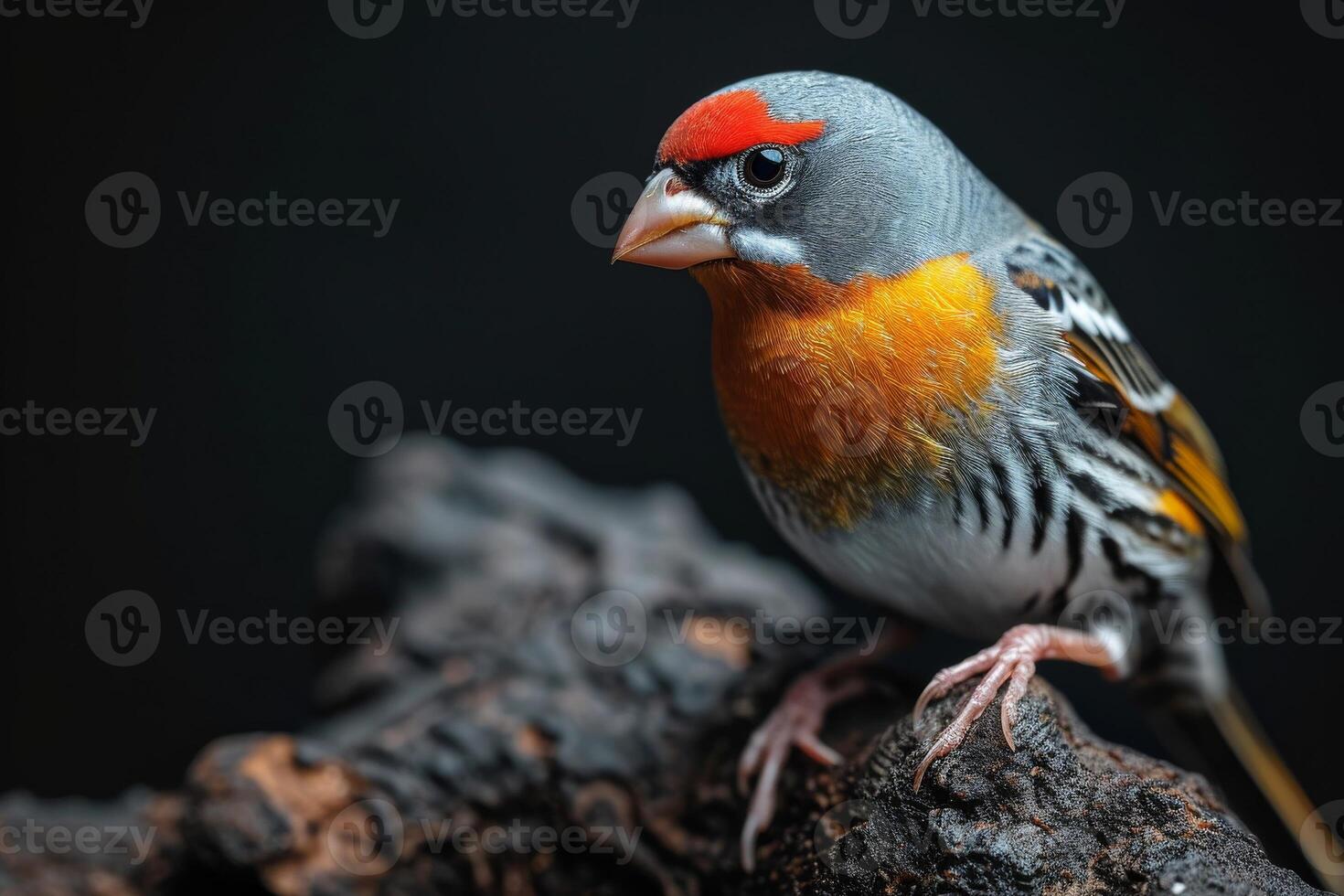 Zebra Finch bird on the rooted in studio isolated on black background photo
