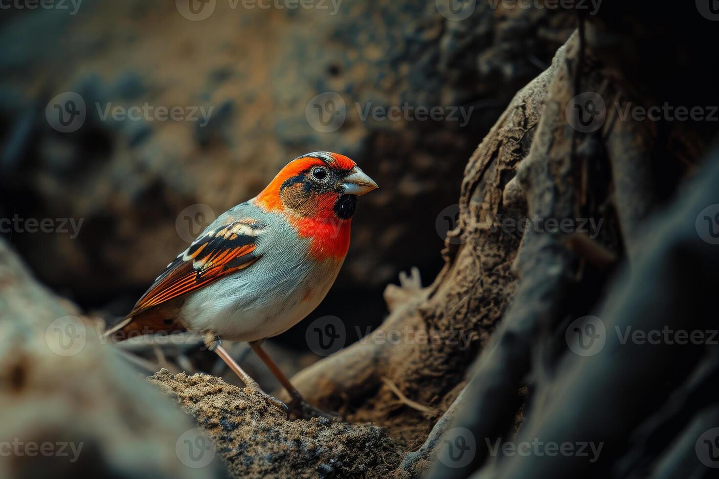 Shaft-tail Finch standing on the rooted in natural habitat photo