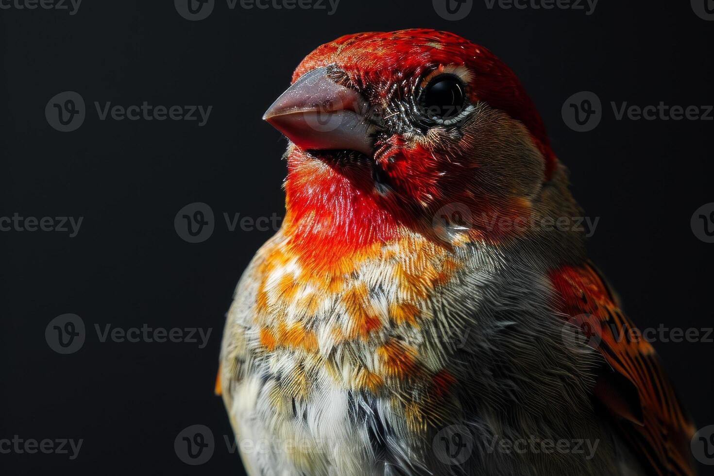 Red headed Finch in studio isolated on black background photo