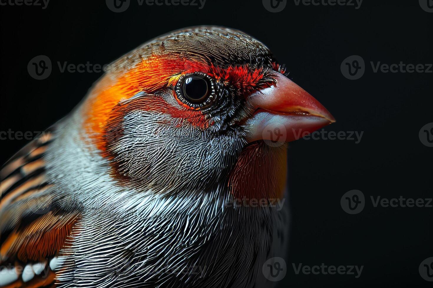Zebra Finch in studio isolated on black background photo