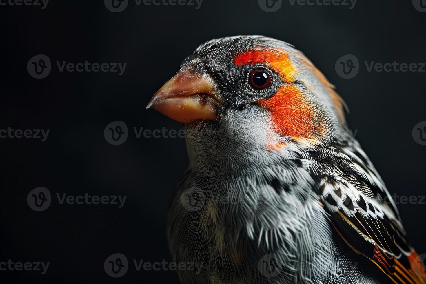 Zebra Finch bird in studio isolated on black background photo