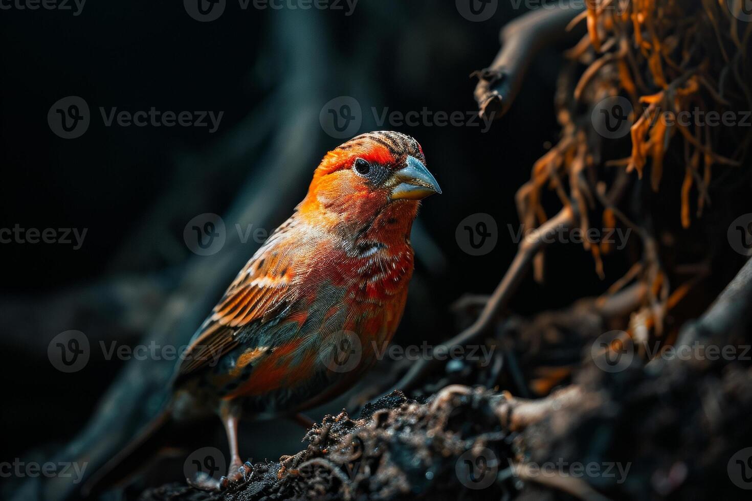 Finch bird on the rooted in studio isolated on black background photo