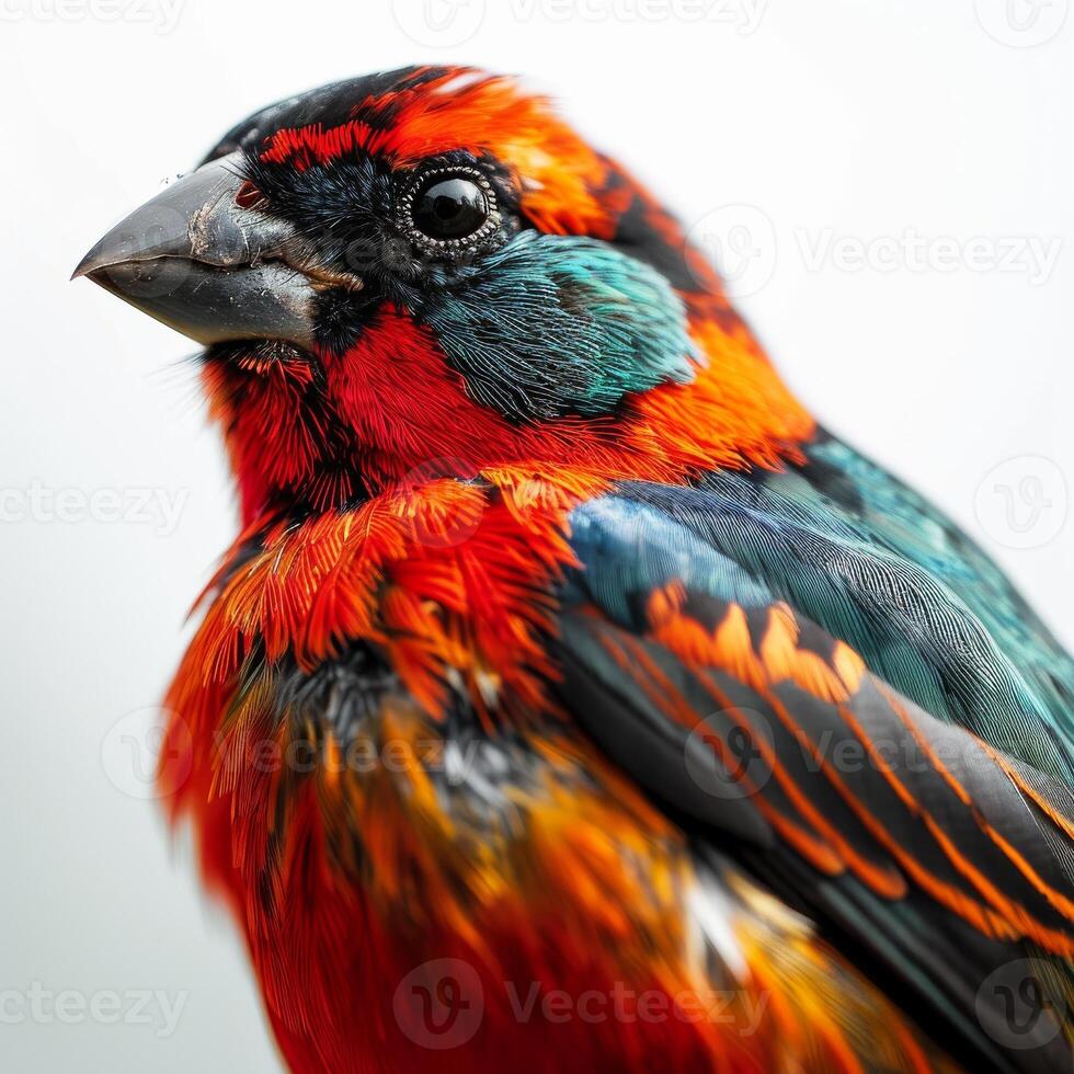 Finch bird in studio isolated on white background photo